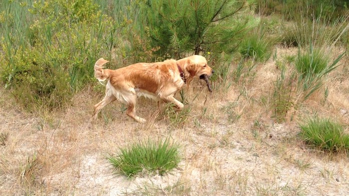 falko-le-chien